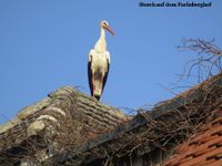 storch1